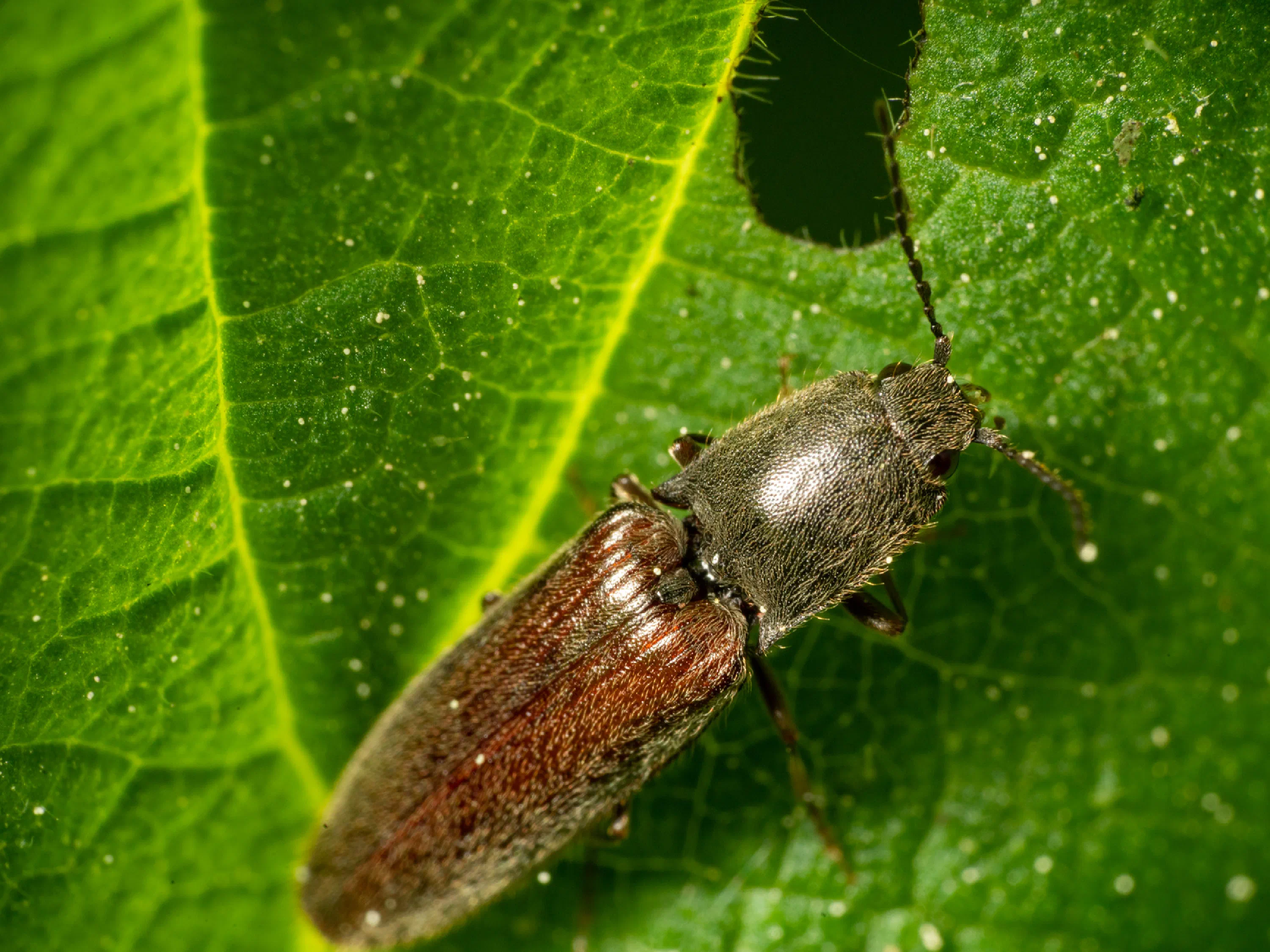 Athous haemorrhoidalis