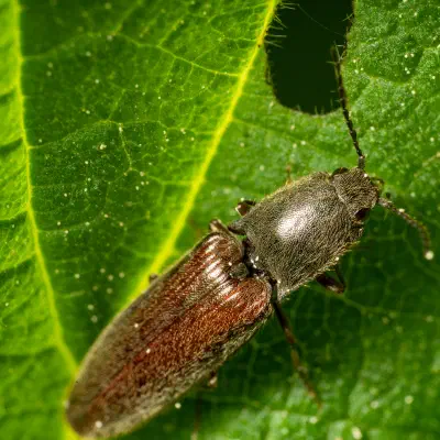 common brown click beetle