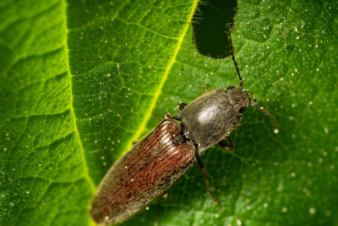 Rotbauchiger Laubschnellkäfer – No. 1