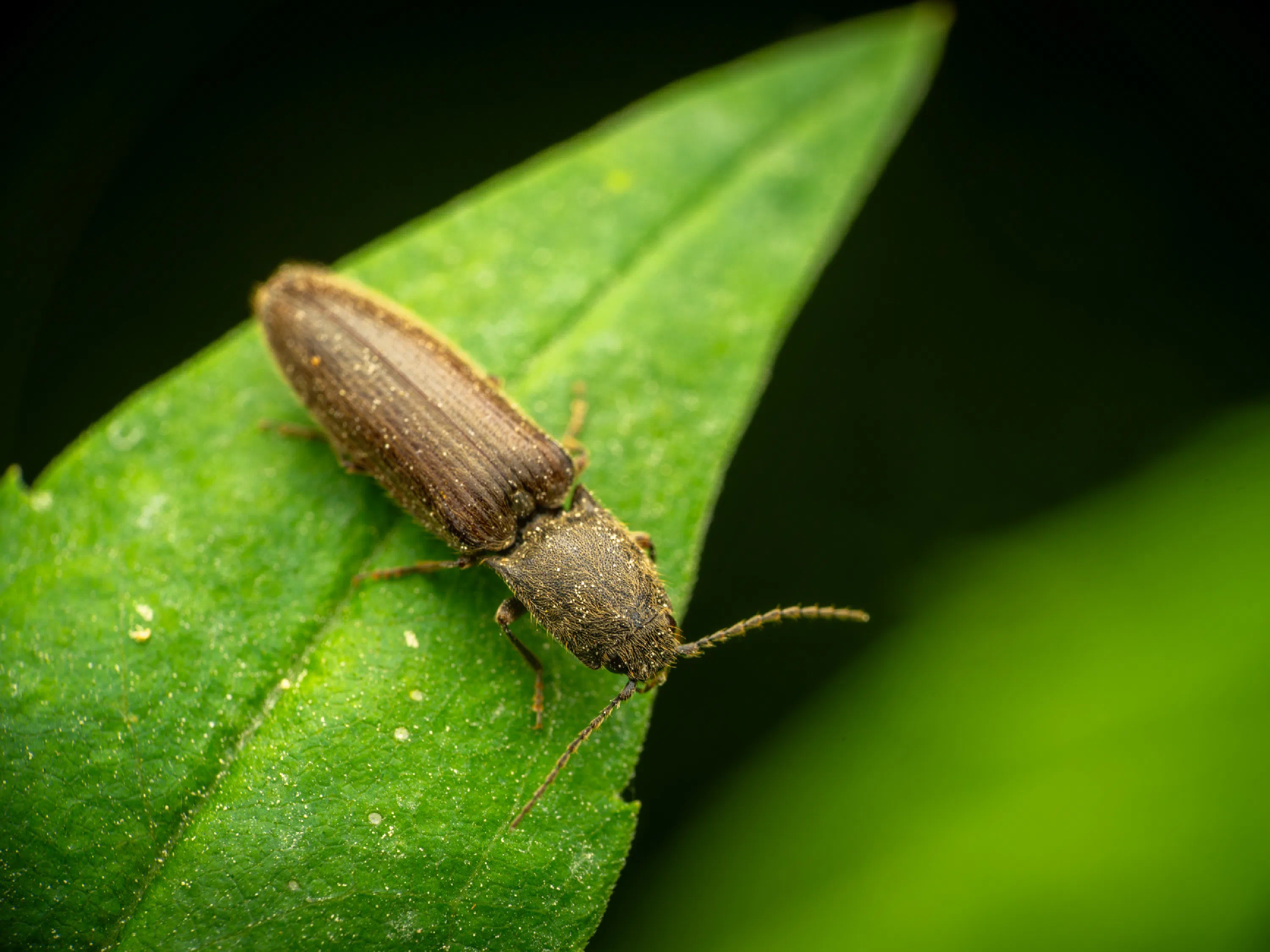Athous haemorrhoidalis