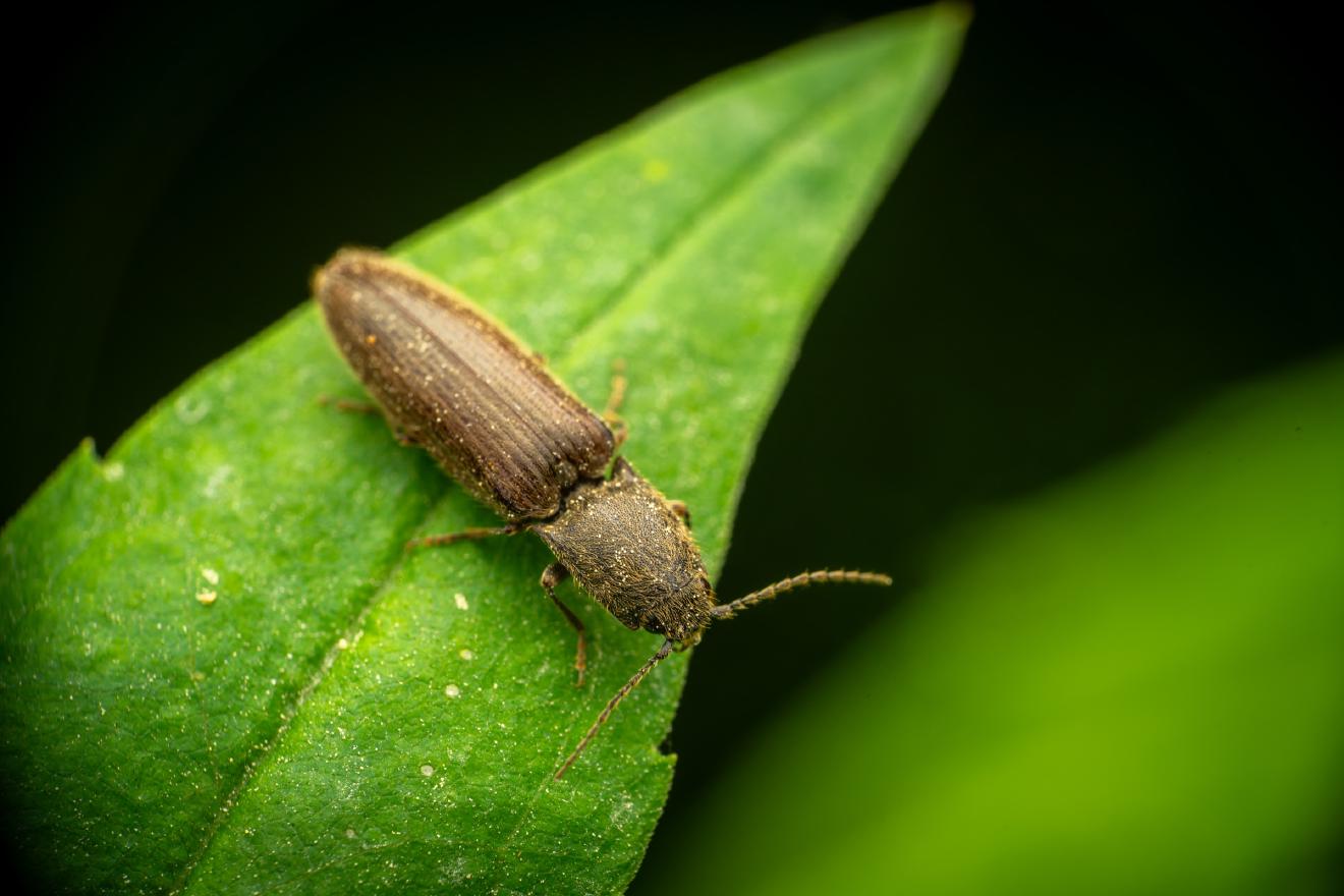common brown click beetle – No. 2