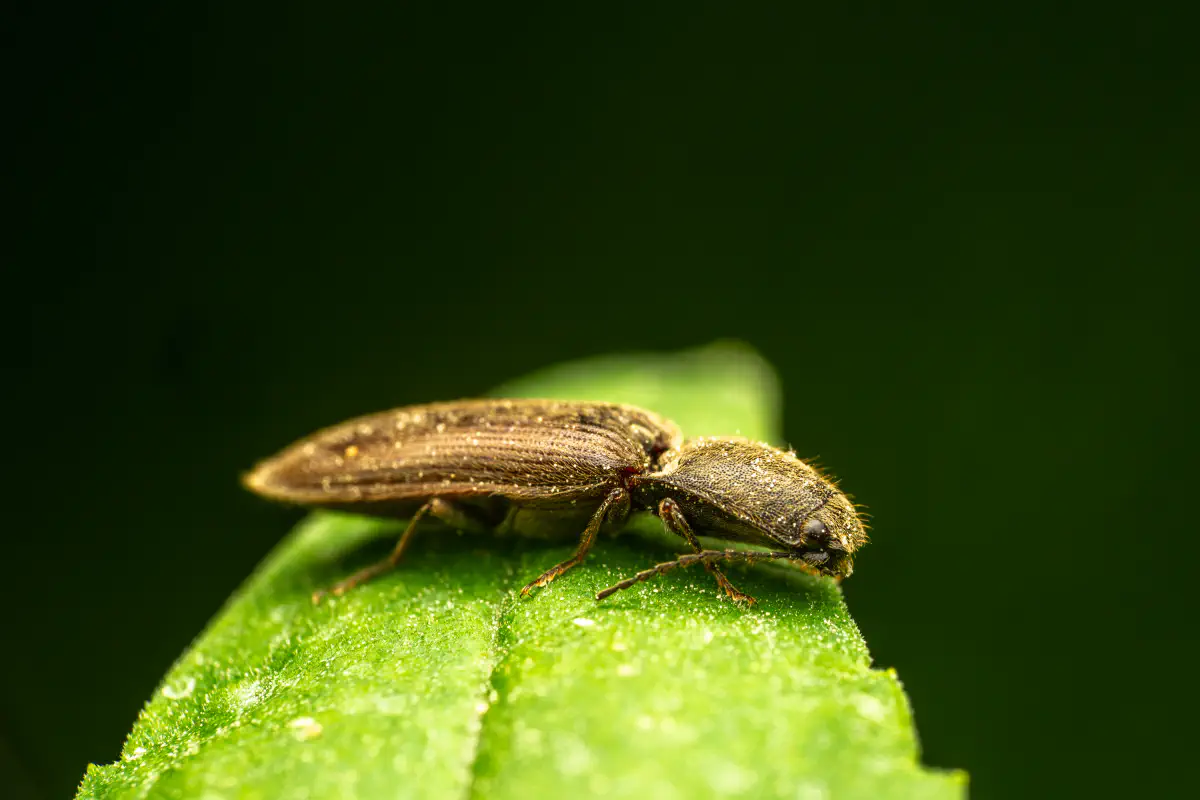 common brown click beetle – No. 3