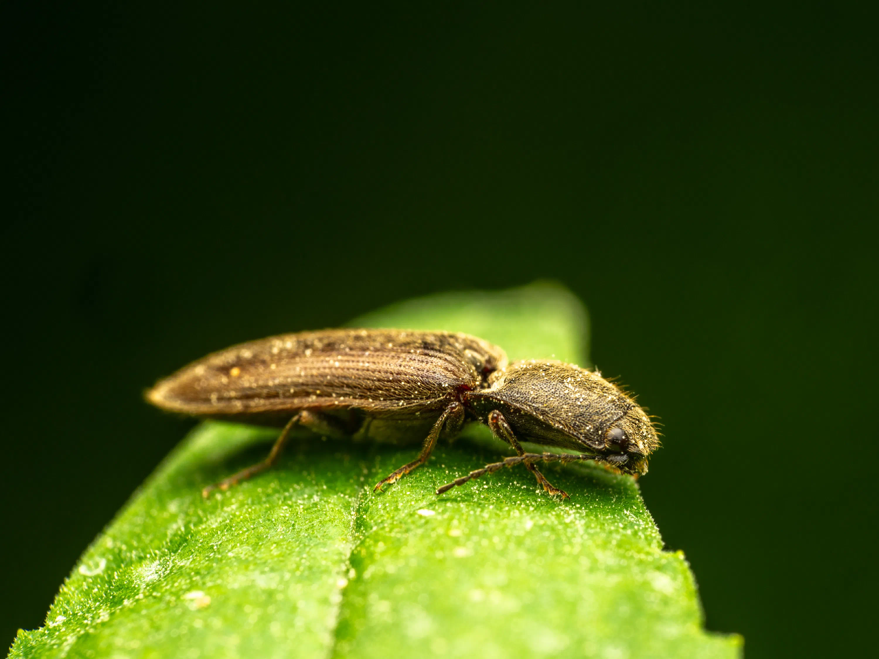 Athous haemorrhoidalis