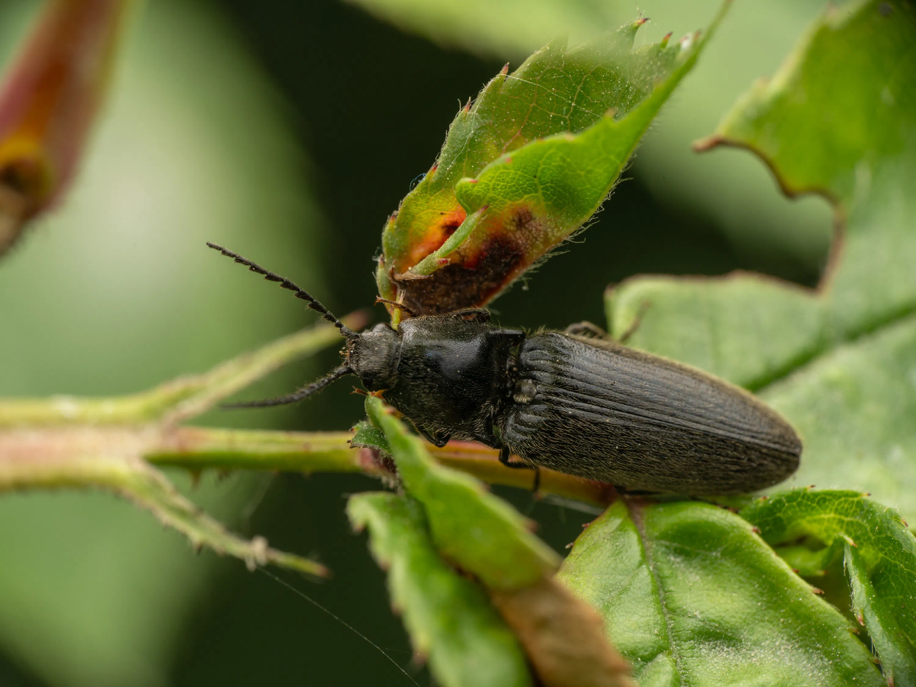 Hemicrepidius niger