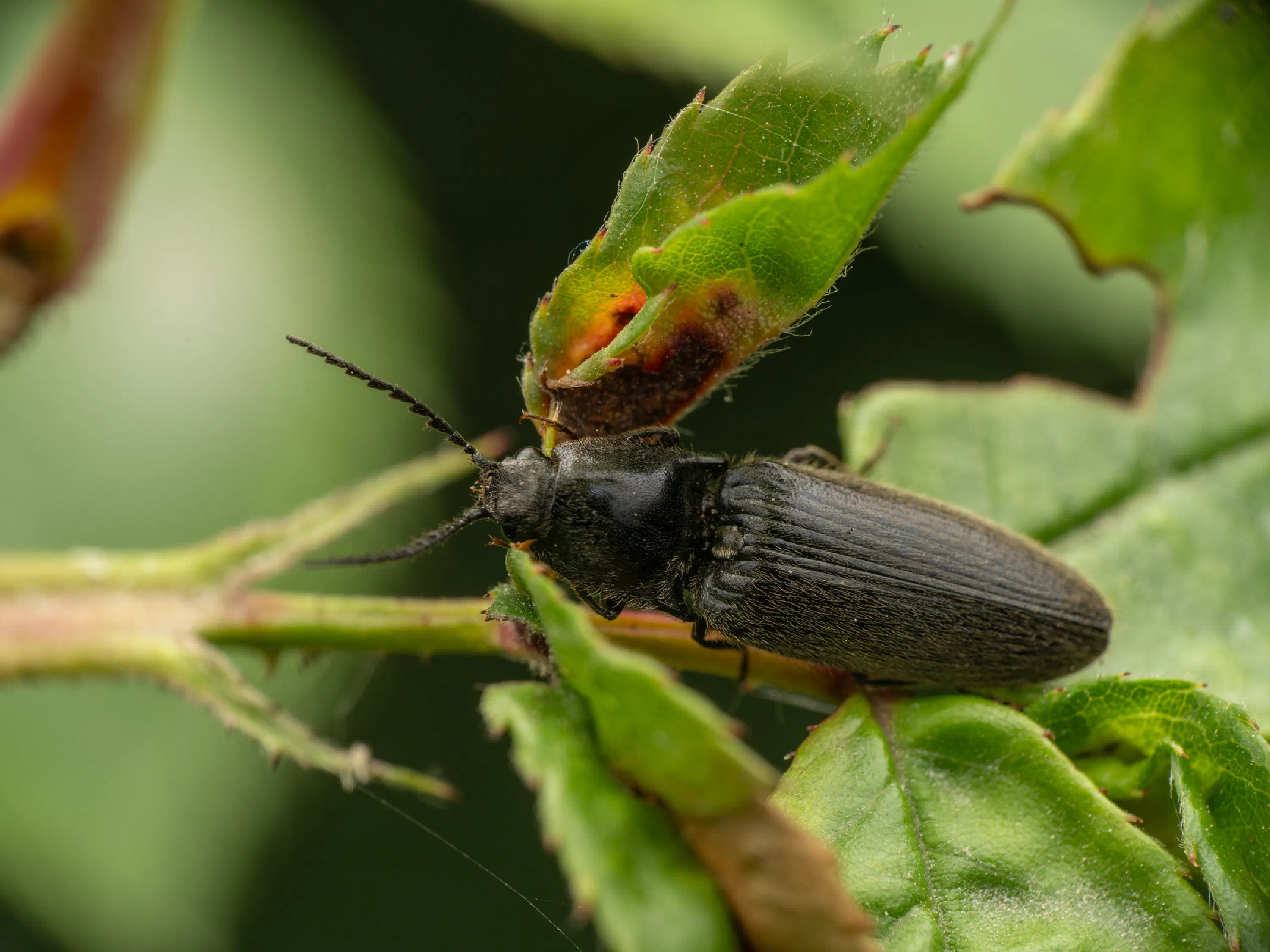 Hemicrepidius niger