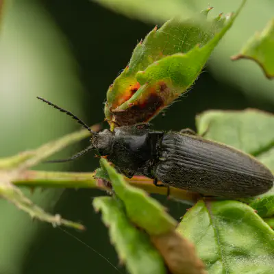 Schwarzer Rauhaarschnellkäfer
