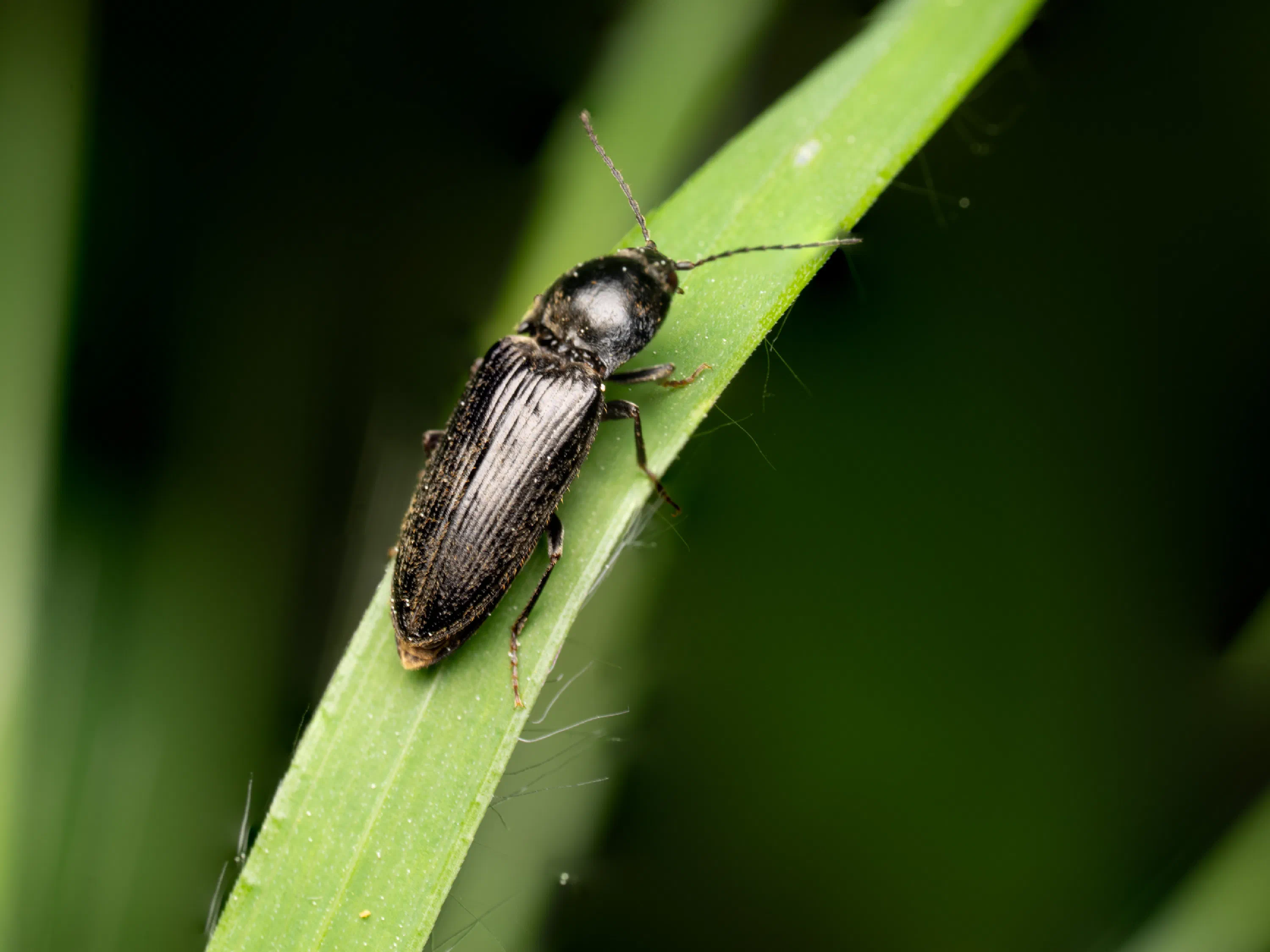 Hemicrepidius niger