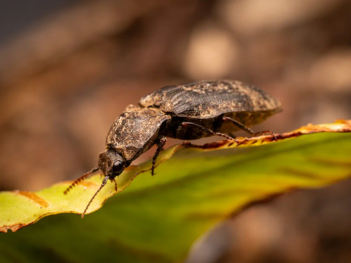 chequered click beetle