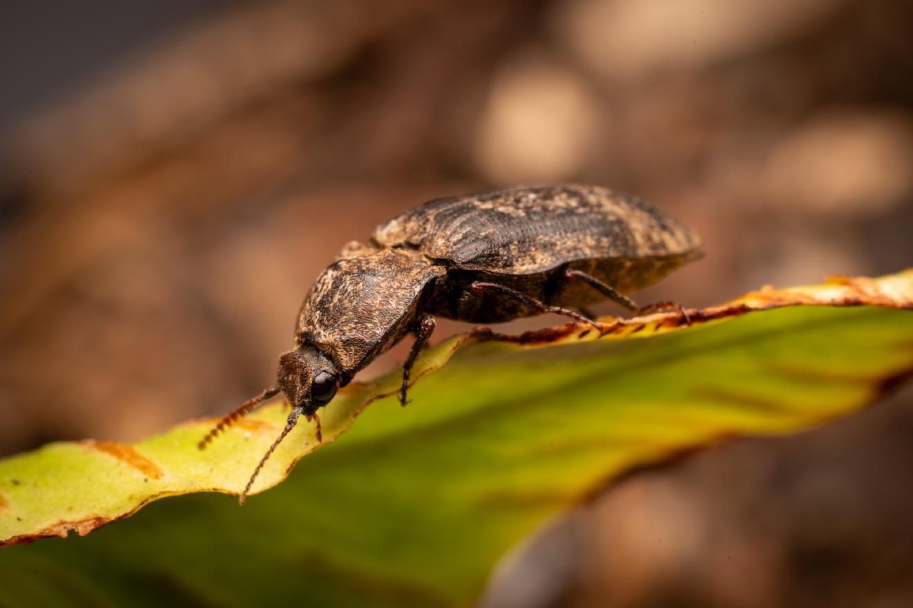chequered click beetle – No. 1