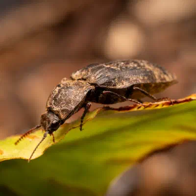 chequered click beetle