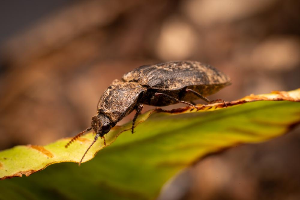 June 10, 2025 – Issue No. 662
– Issue No. 662: “chequered click beetle“ chequered click beetle