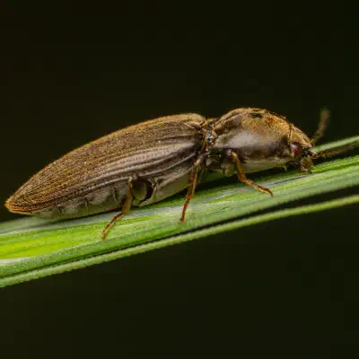 Seidenhaariger Schnellkäfer