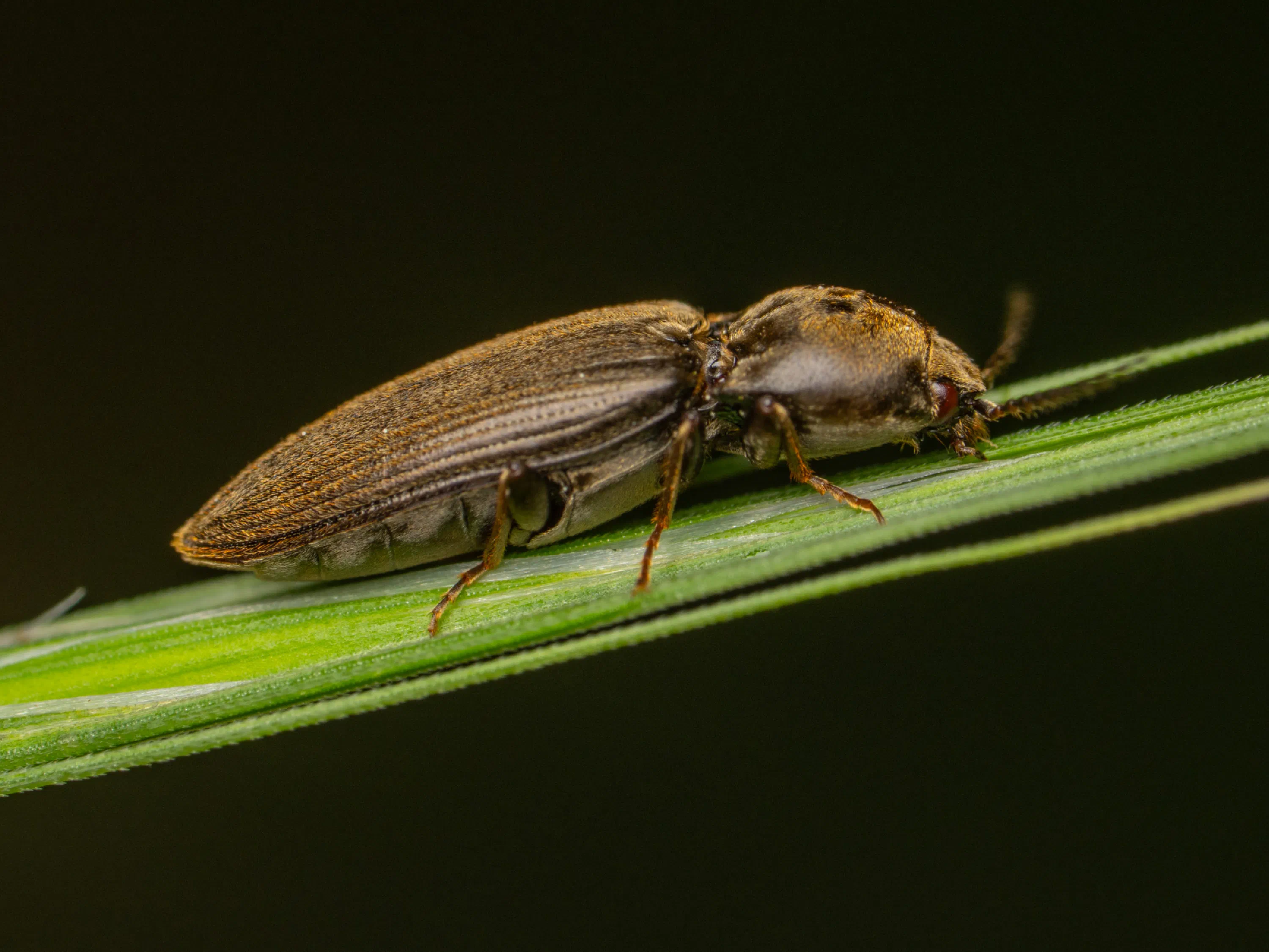 chequered click beetle