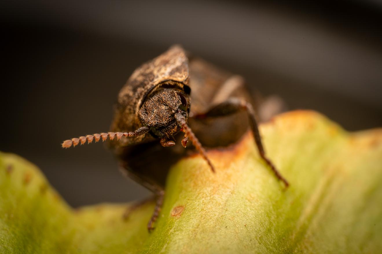 chequered click beetle – No. 2