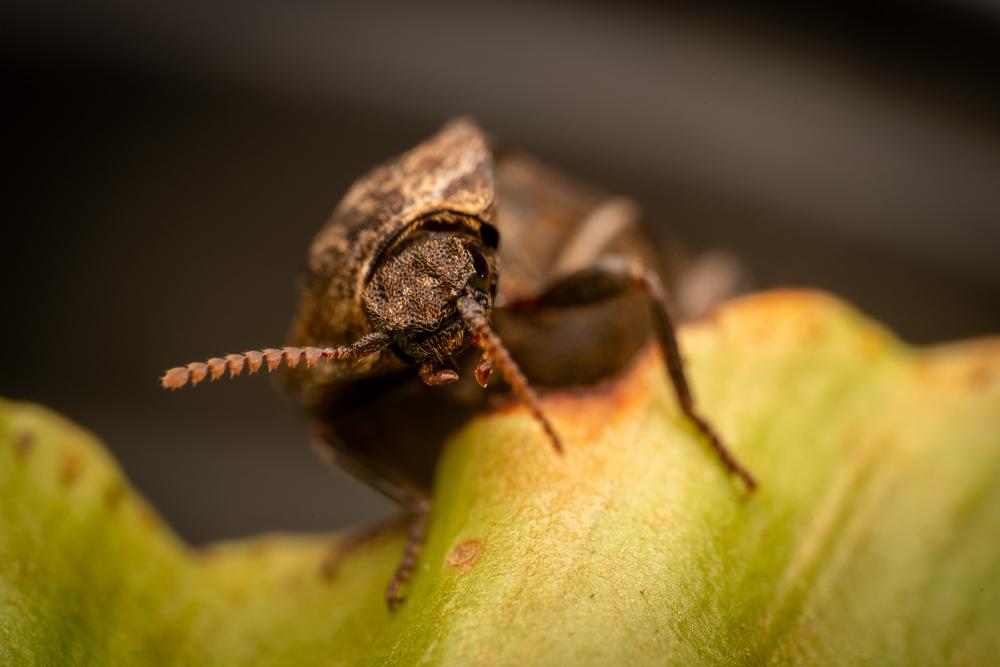 June 11, 2025 – Issue No. 663
– Issue No. 663: “chequered click beetle“ chequered click beetle