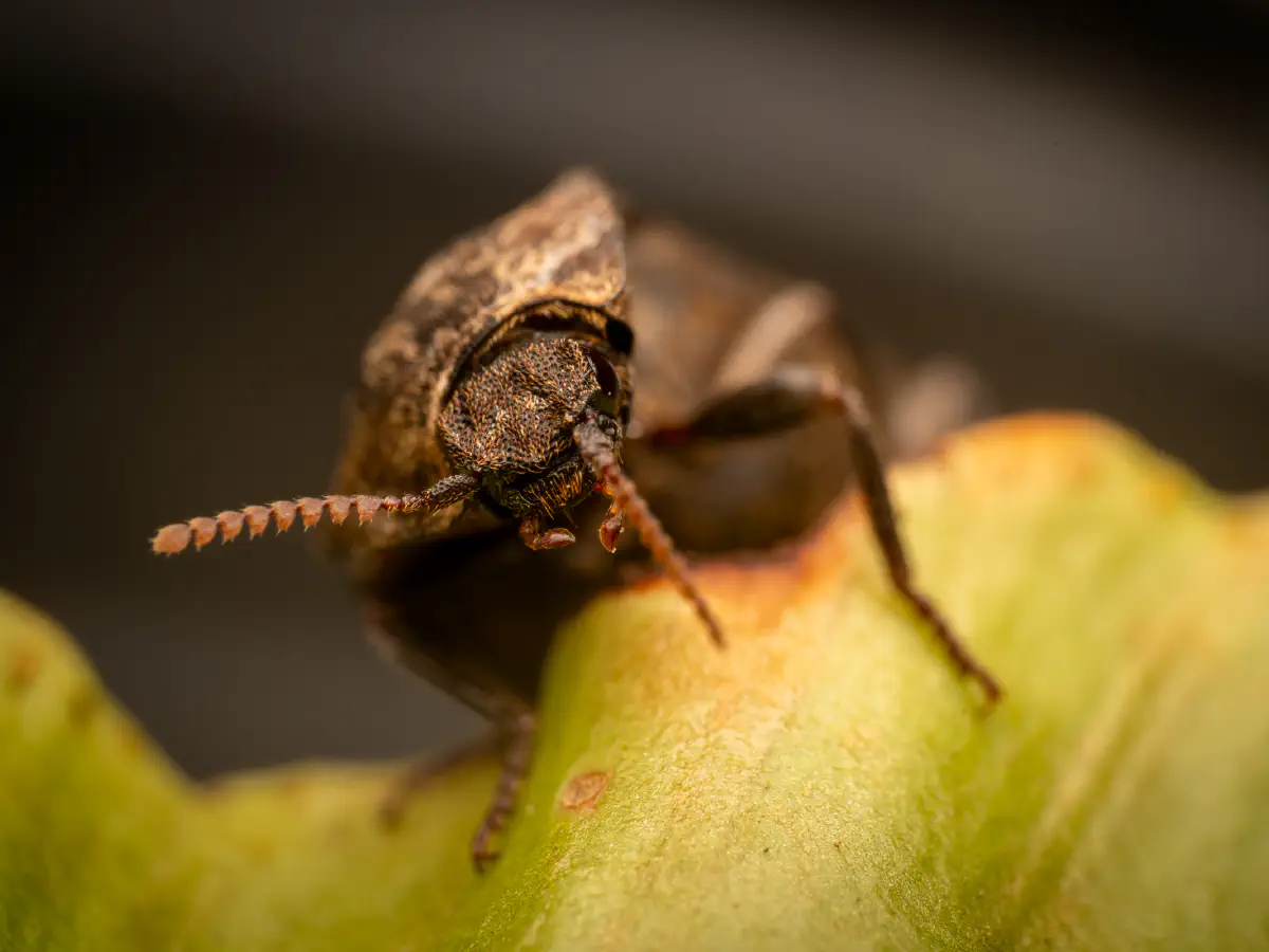 chequered click beetle
