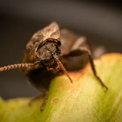 chequered click beetle