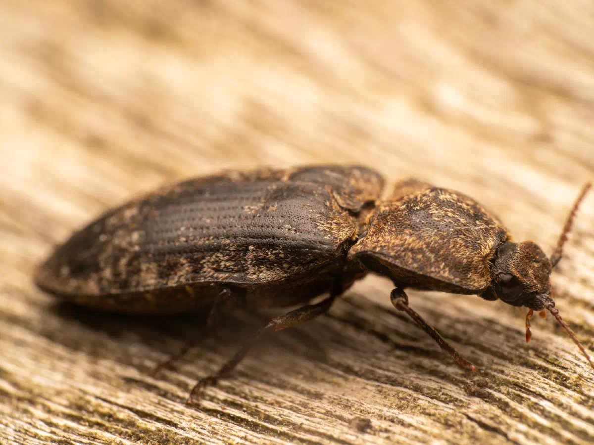 chequered click beetle