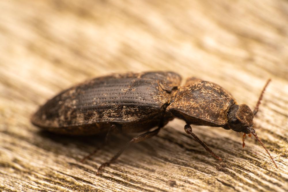 July 25, 2024 – Issue No. 342
– Issue No. 342: “chequered click beetle“ chequered click beetle