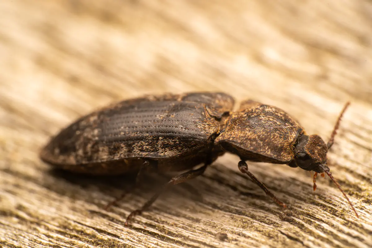 chequered click beetle – No. 3