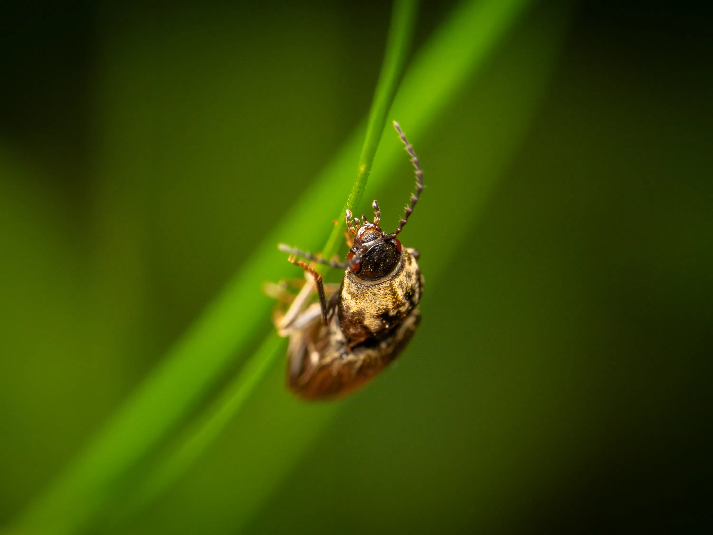chequered click beetle