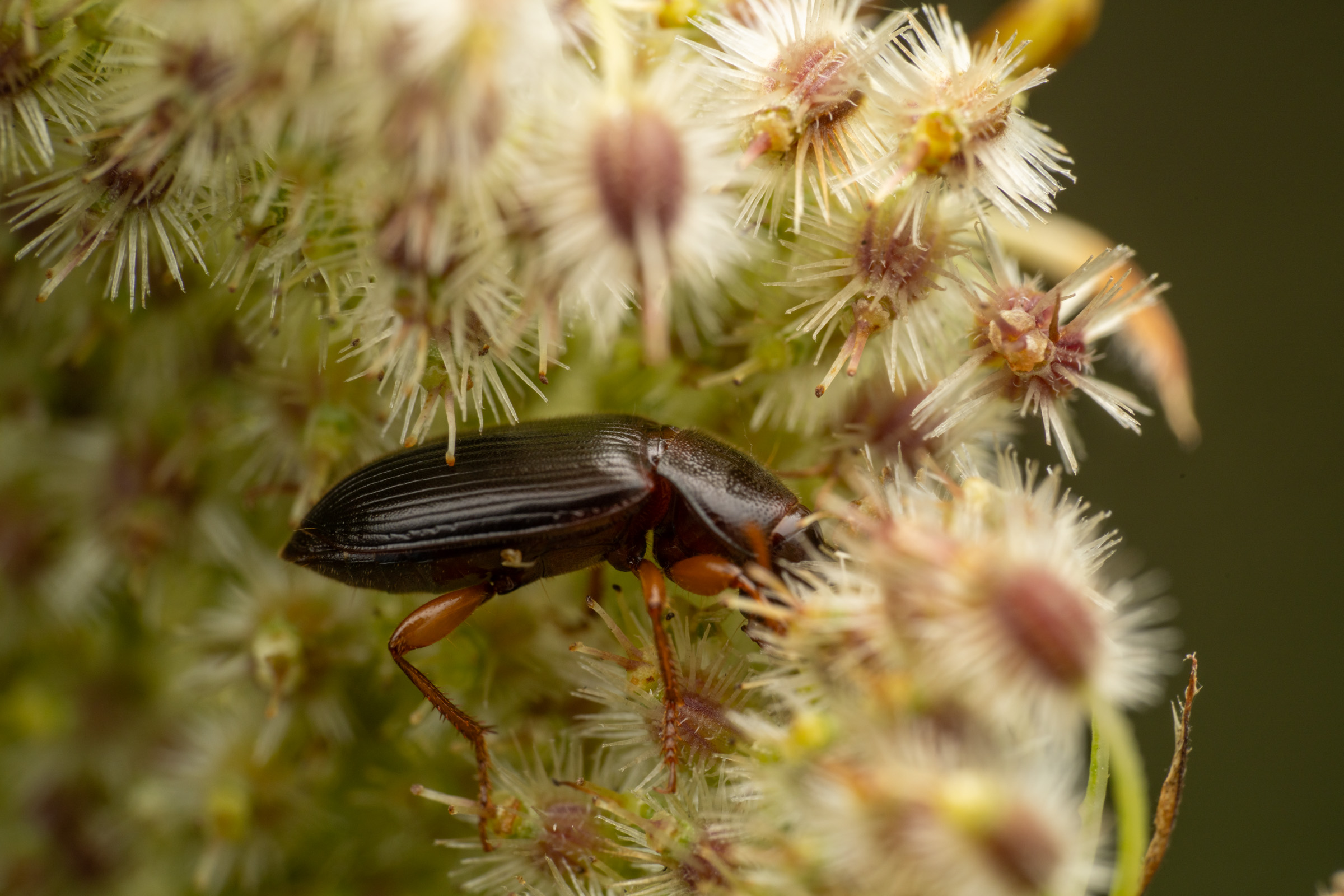 Larger Black Flour Beetle · Small Beings – Big Responsibility