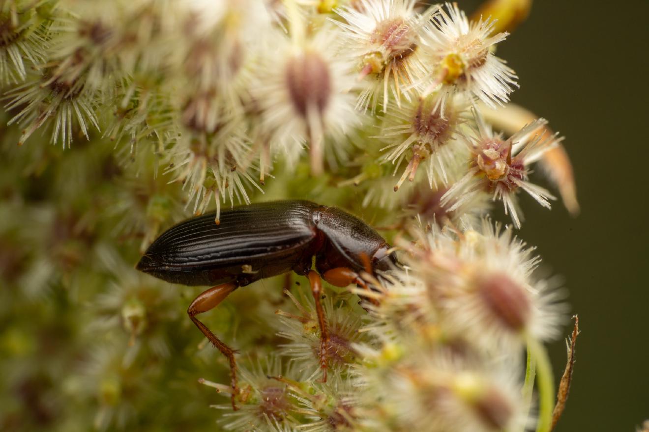 Larger Black Flour Beetle – No. 1