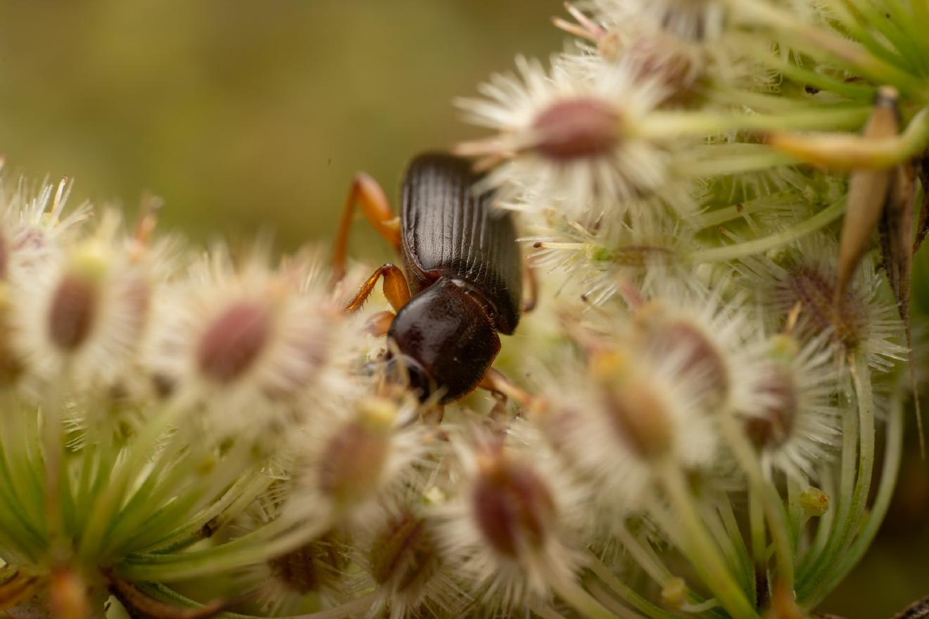 Larger Black Flour Beetle – No. 2