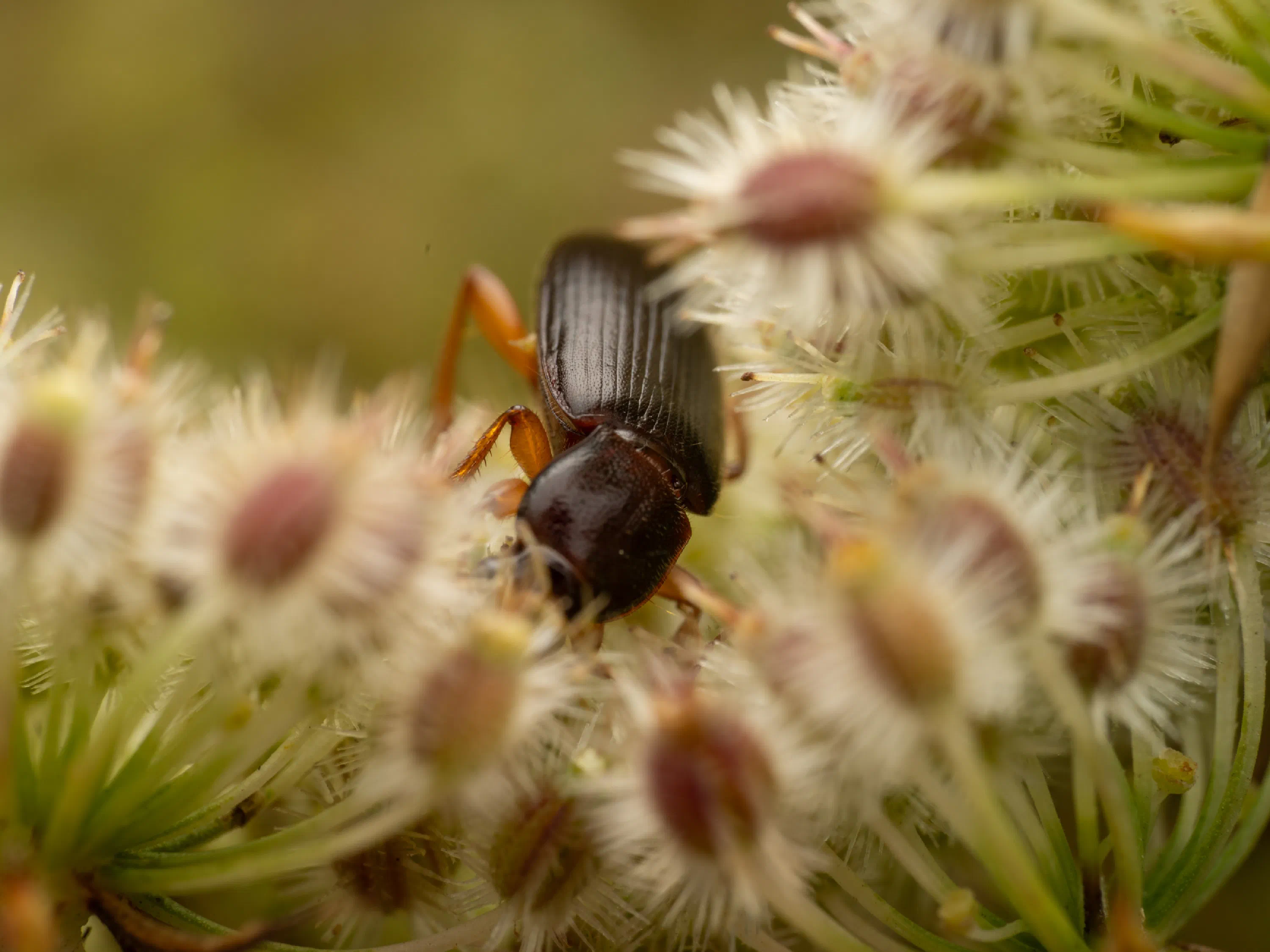 Cynaeus angustus
