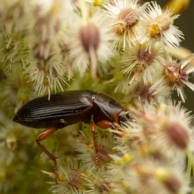 Darkling Beetles