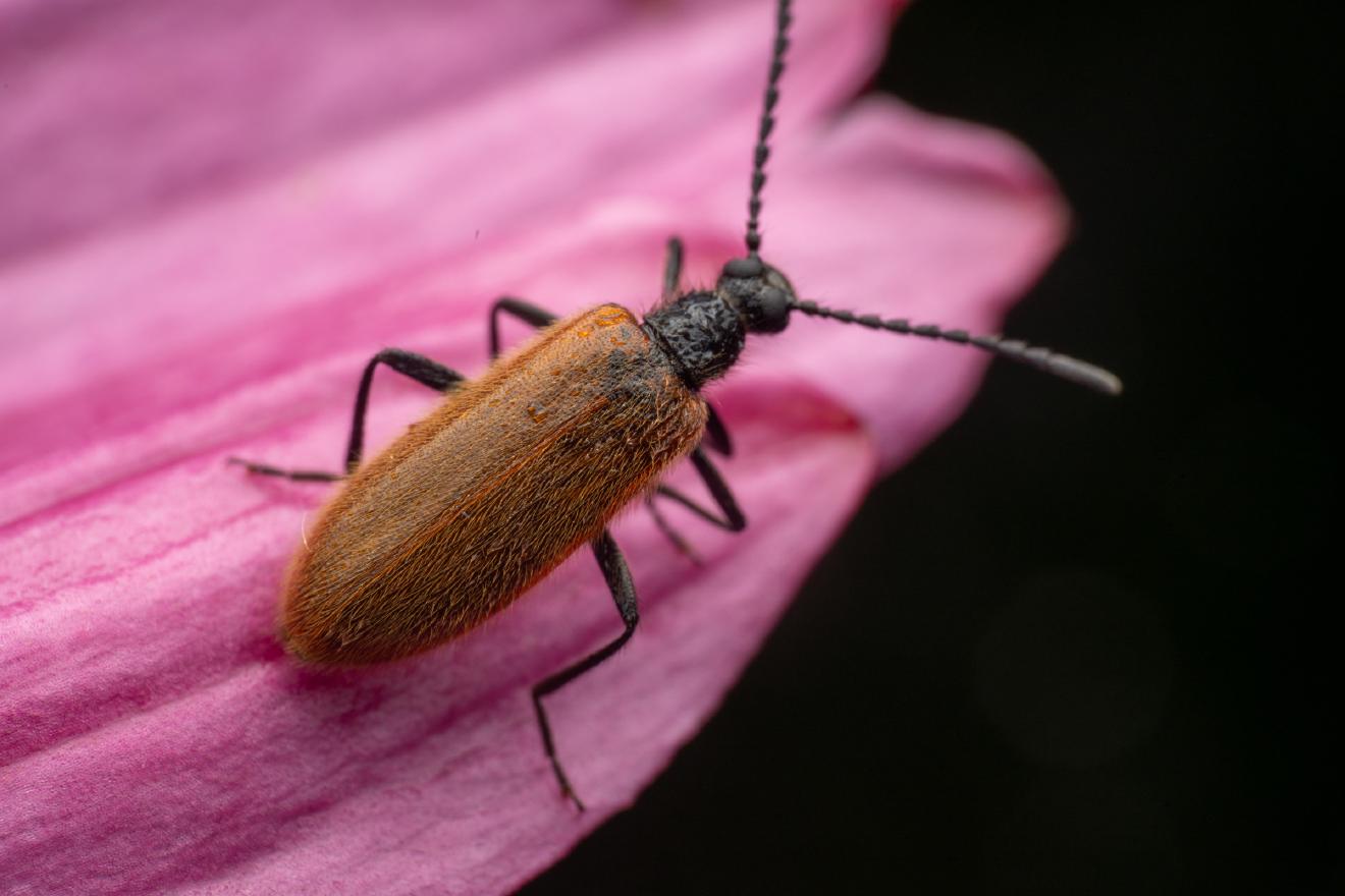 Rough-Haired Lagria Beetle – No. 1