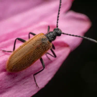 Escarabajo Lanudo
