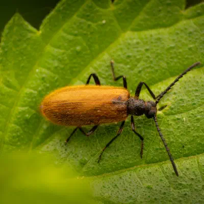 Rough-haired Lagria Beetle