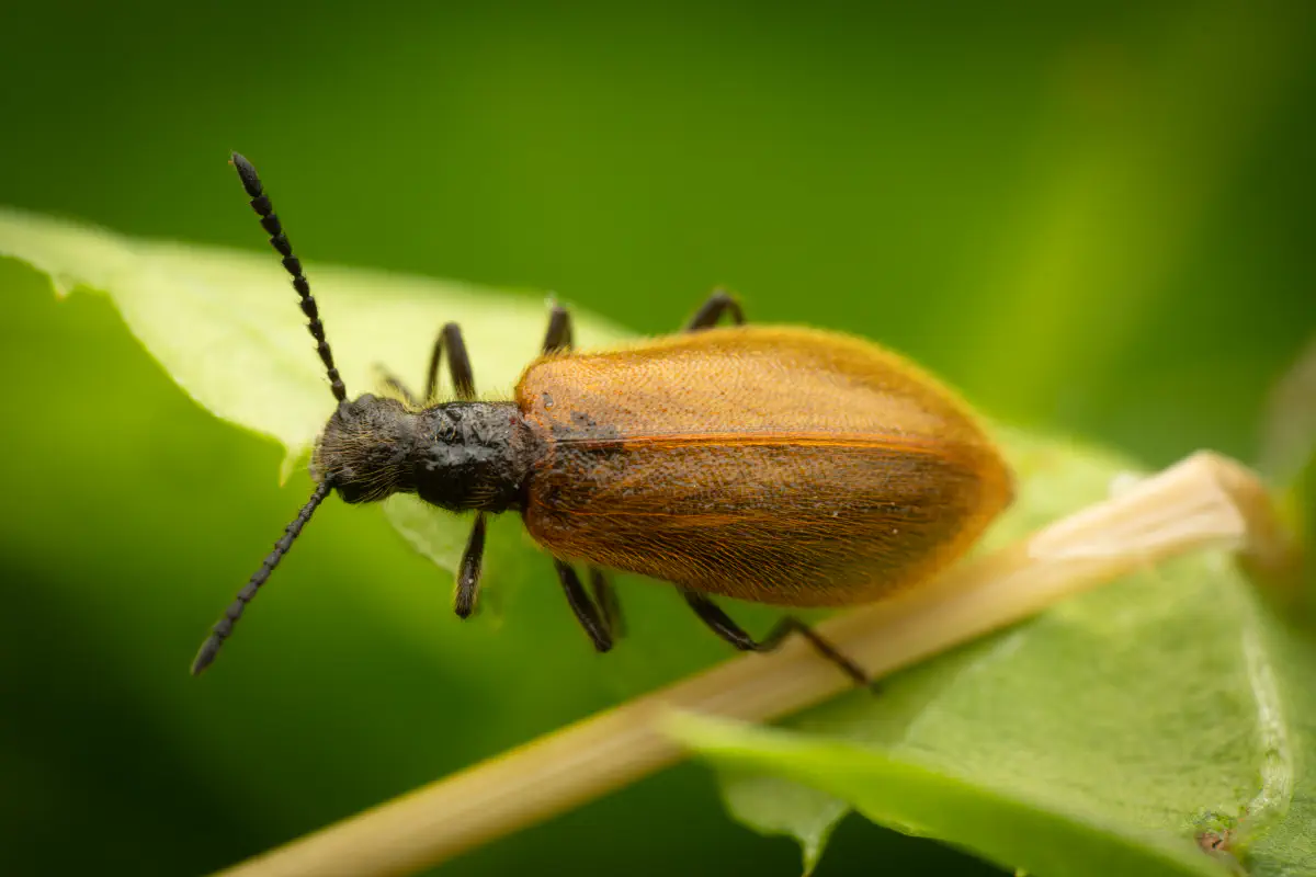 Rough-haired Lagria Beetle – No. 3