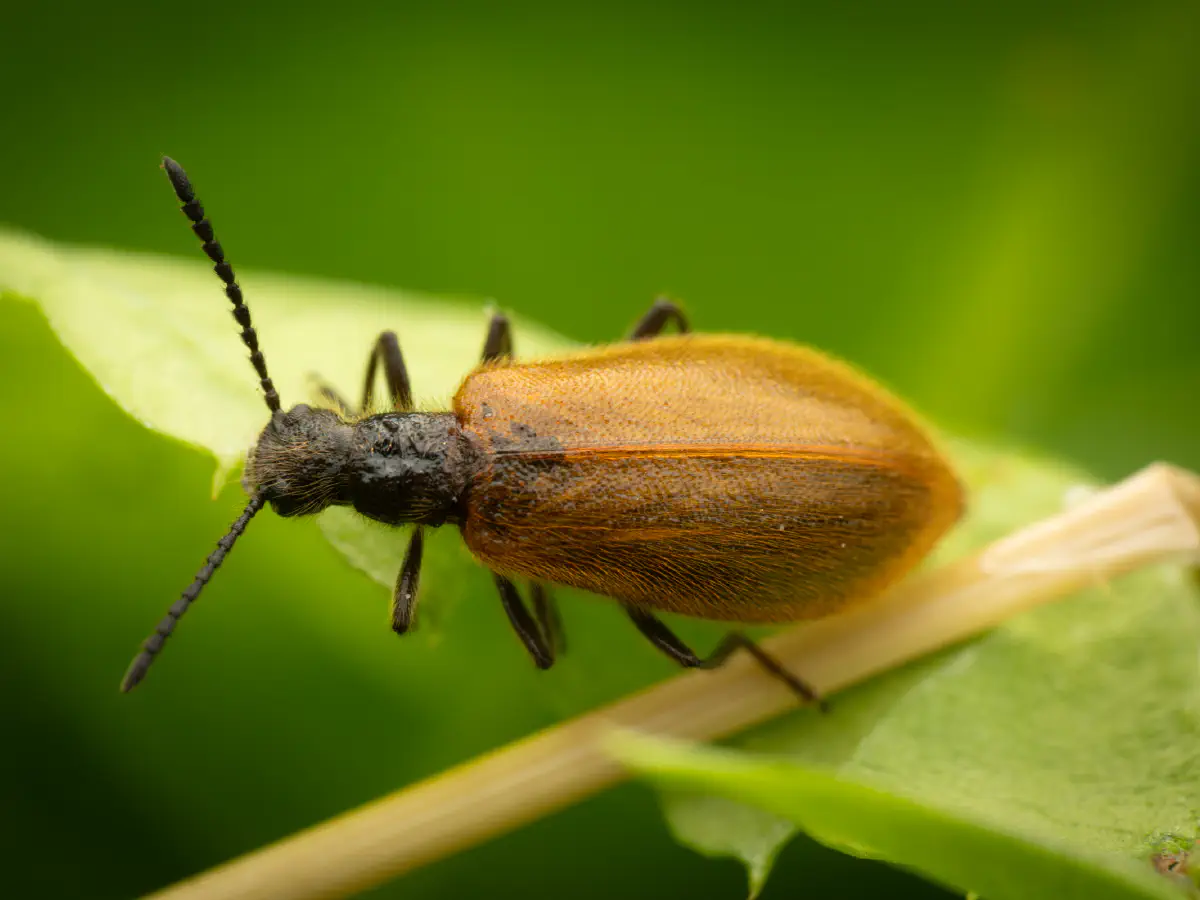 Rough-haired Lagria Beetle