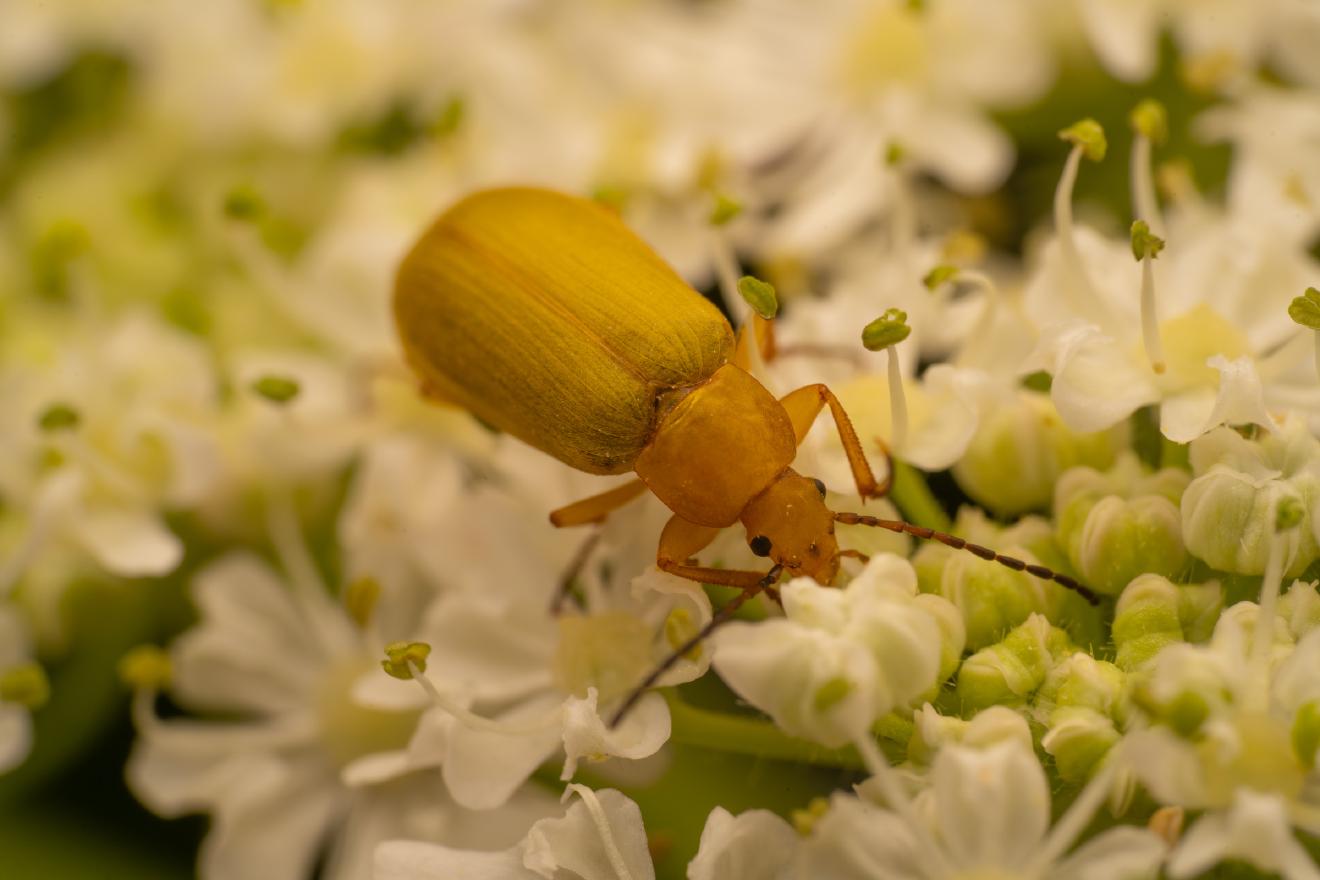 Sulphur Beetle – No. 1