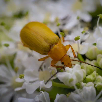 Cteniopus sulphureus