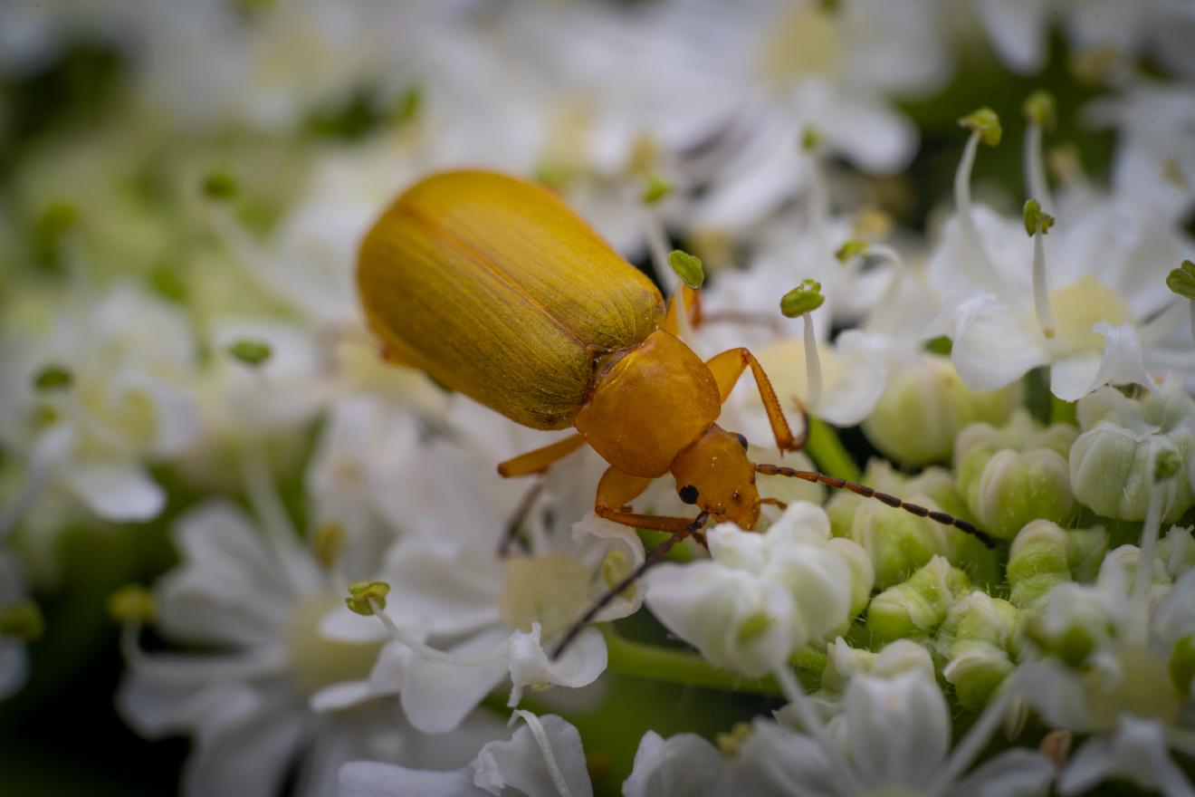 Sulphur Beetle – No. 1