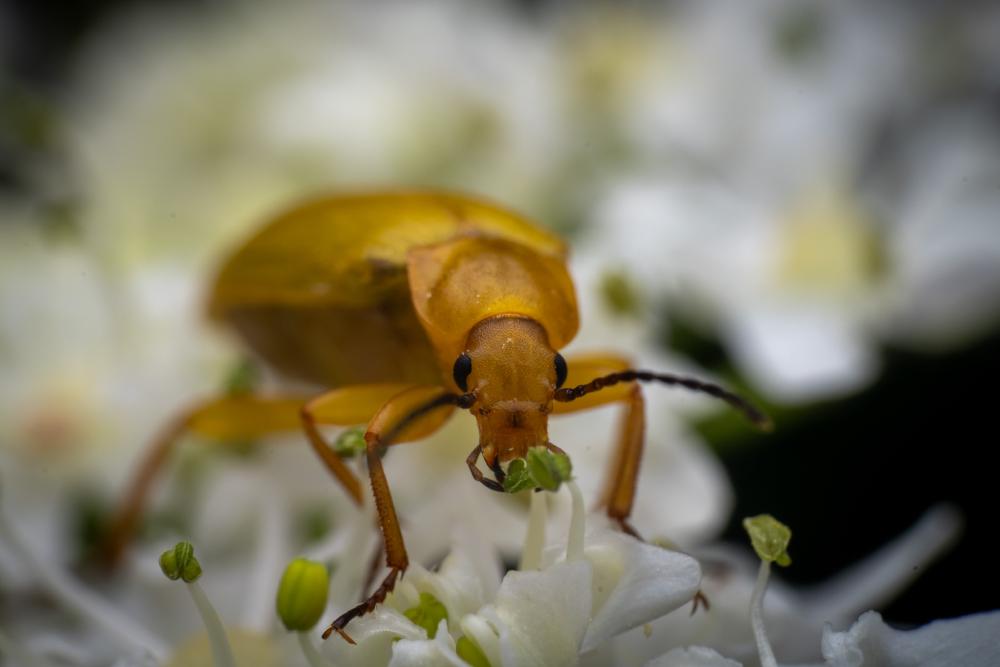December 9, 2024 – Issue No. 479
– Issue No. 479: “Sulphur Beetle“ Sulphur Beetle
