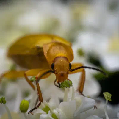 Cteniopus sulphureus