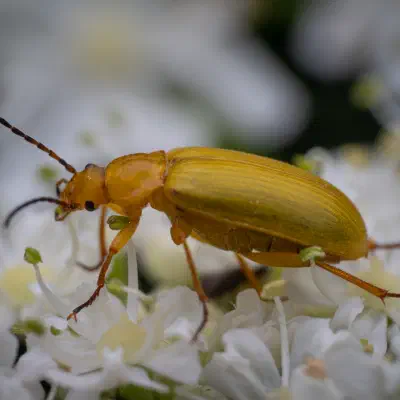 Cteniopus sulphureus