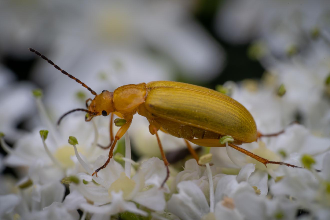 Sulphur Beetle – No. 3