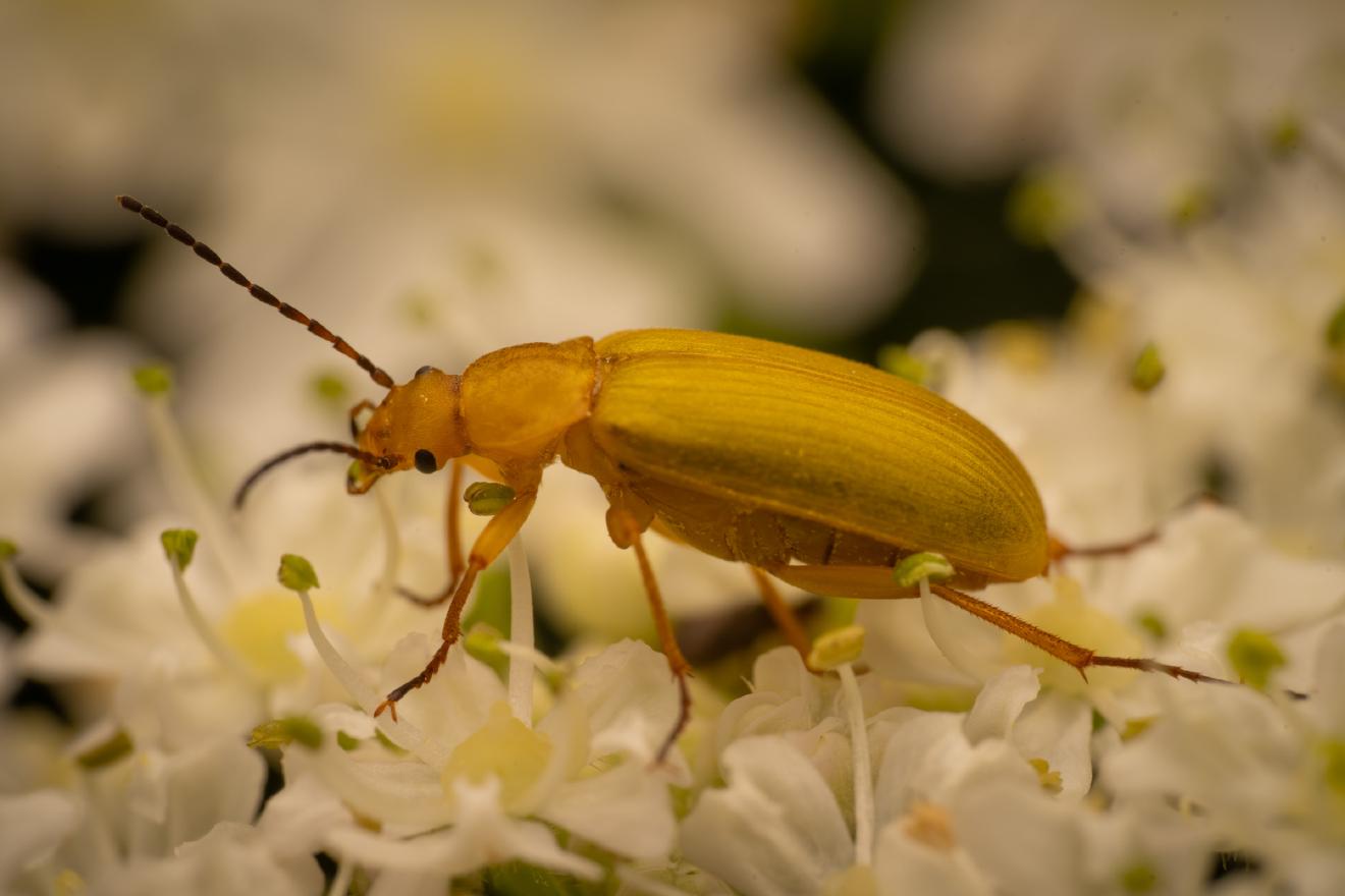 Sulphur Beetle – No. 3