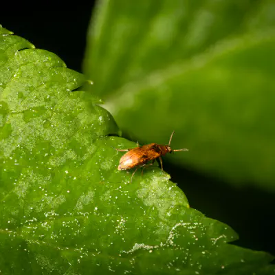 Anaspis maculata