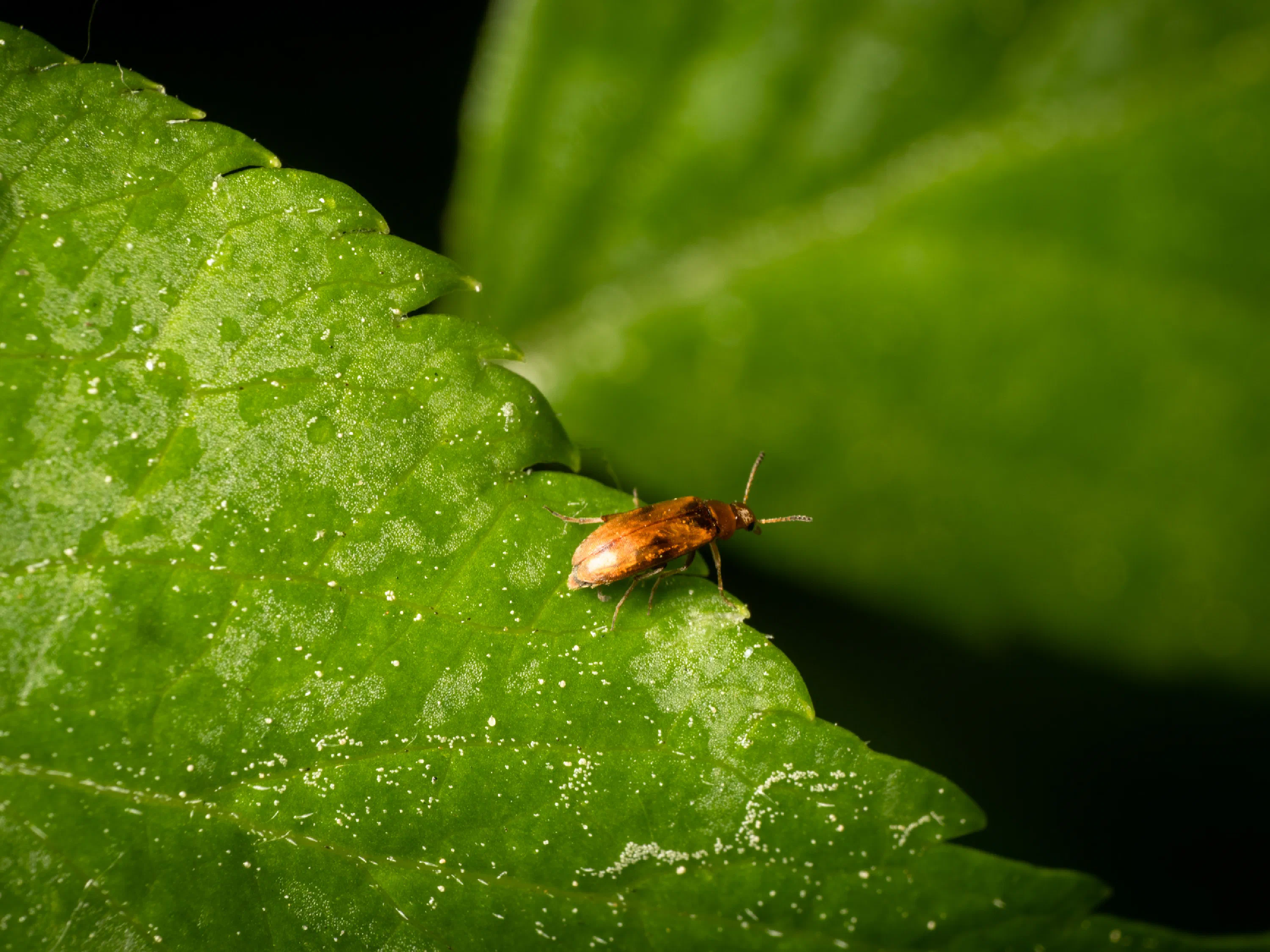 Anaspis maculata