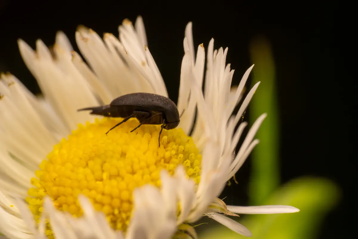 Rotstirniger Scheinstachelkäfer