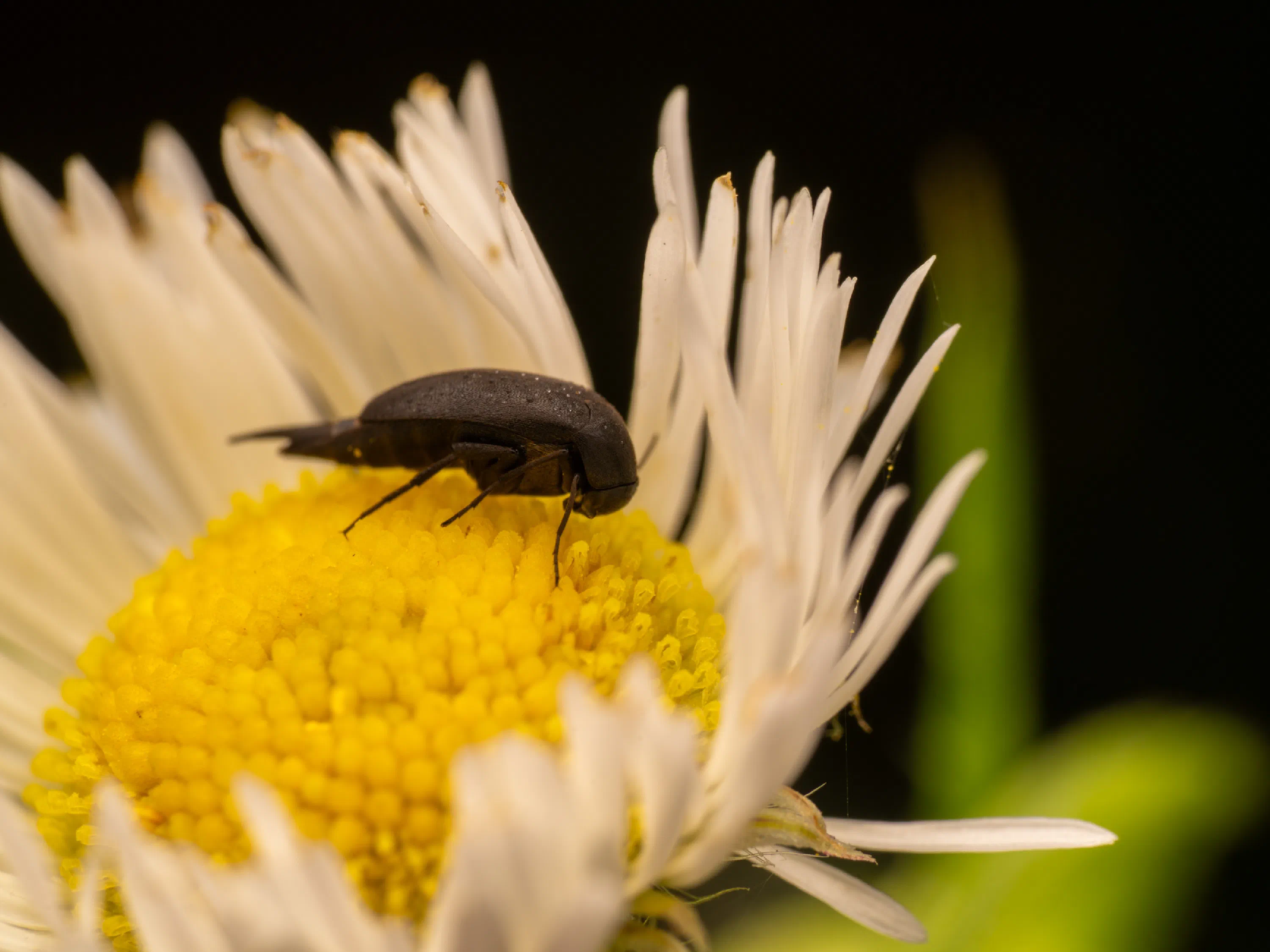 Anaspis frontalis