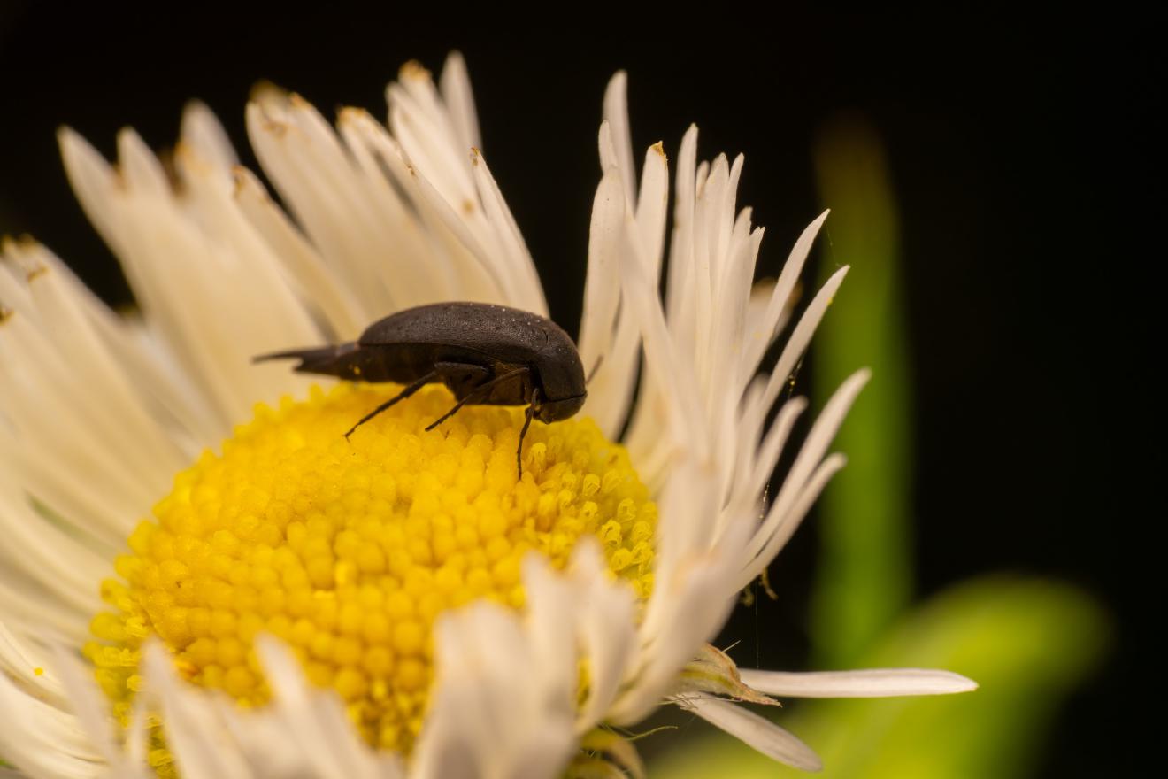 Anaspis frontalis – No. 1