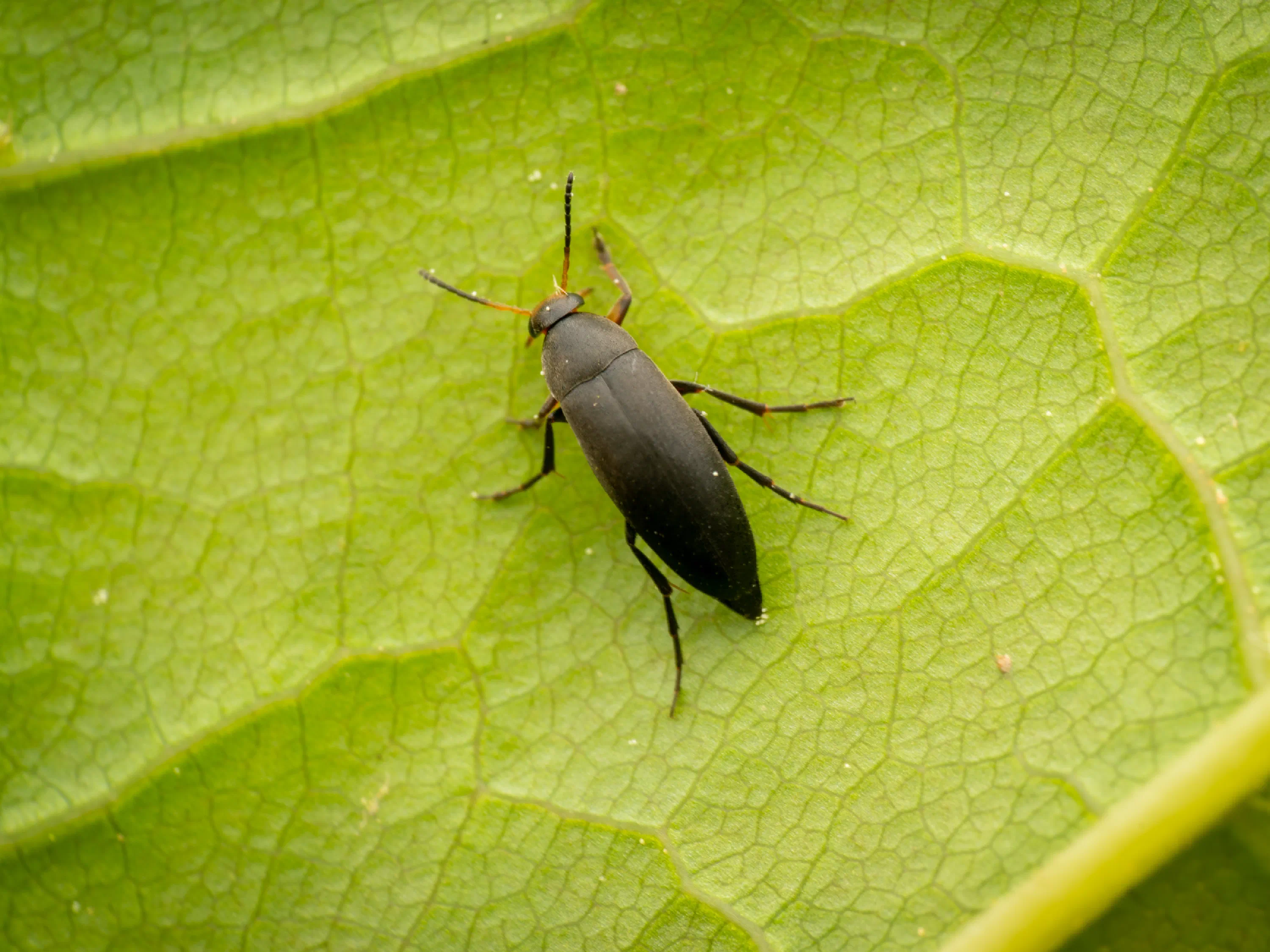 Anaspis frontalis