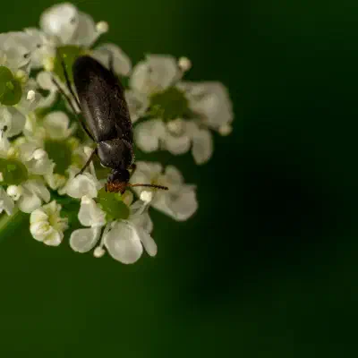 Anaspis frontalis